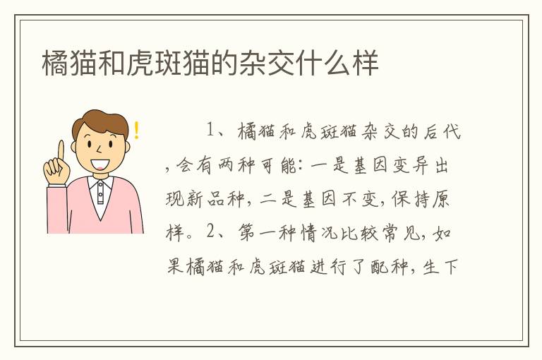 橘猫和虎斑猫的杂交什么样