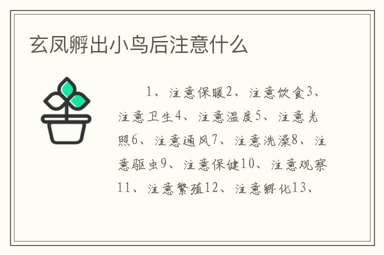 玄凤孵出小鸟后注意什么