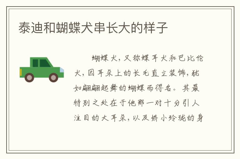 泰迪和蝴蝶犬串长大的样子