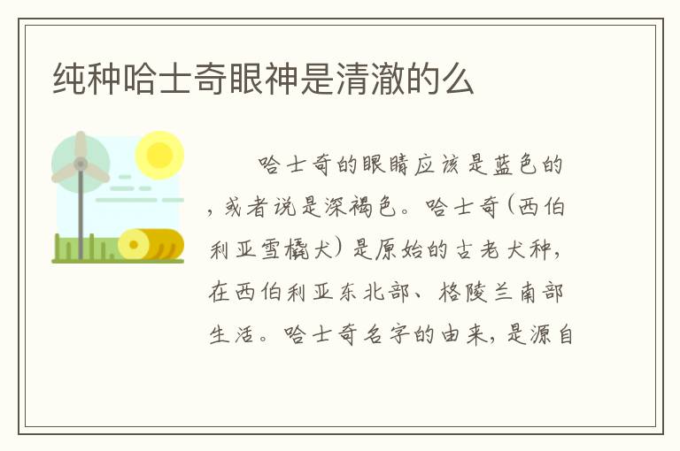 纯种哈士奇眼神是清澈的么