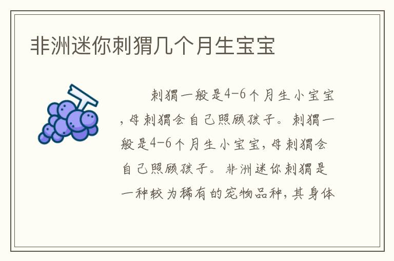 非洲迷你刺猬几个月生宝宝