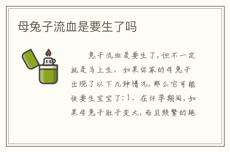 母兔子流血是要生了吗