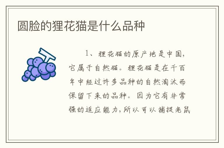 圆脸的狸花猫是什么品种