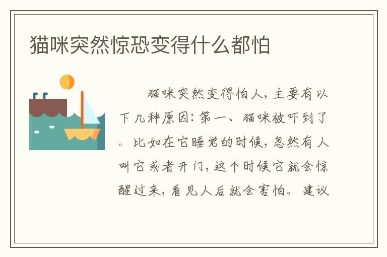 猫咪突然惊恐变得什么都怕